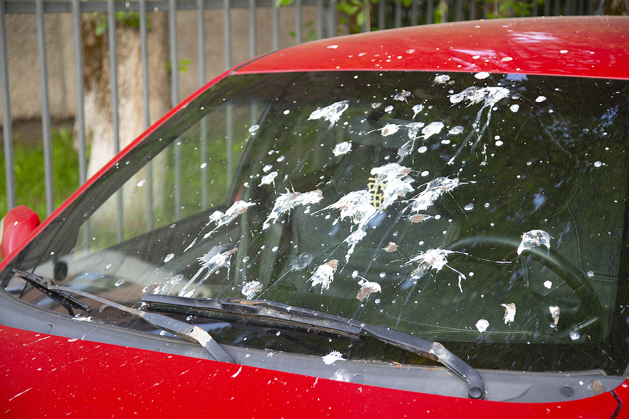 The windshield of the car is stained with feces of birds.